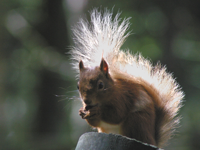 Red Squirrel